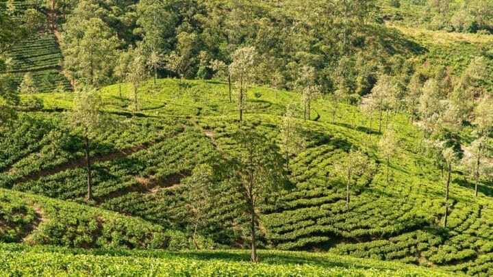 ceylan-authentique-sri lanka tea