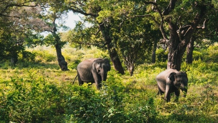 ceylan-authentique-sri lanka yala park