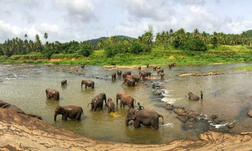 sri lanka ceylan authentique pinnawala elephant orphanage
