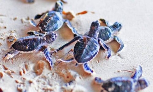 ceylan-authentique-sri lanka koggala turtle farm