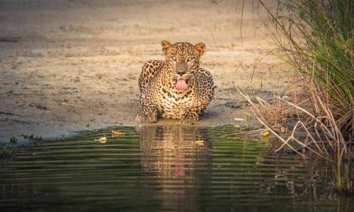 ceylan-authentique-sri lanka yala park
