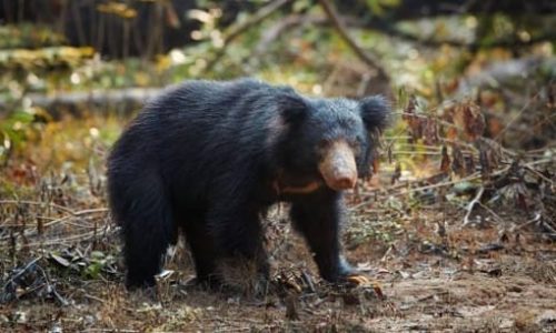 ceylan authentique wilpattu