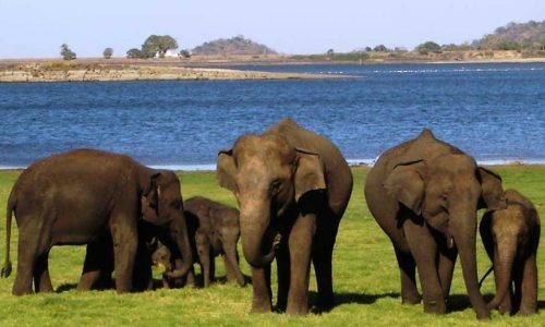 sri lanka ceylan authentique minneriya park